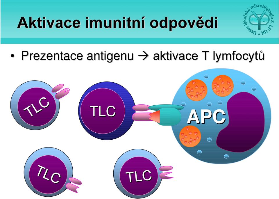 antigenu aktivace T