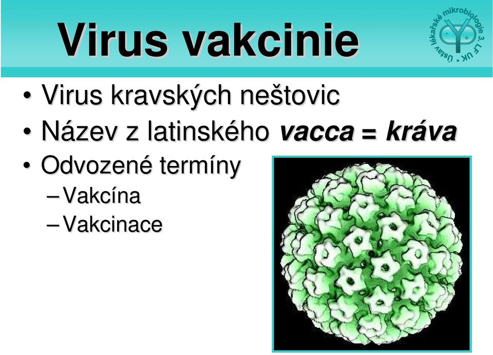 latinského vacca = kráva