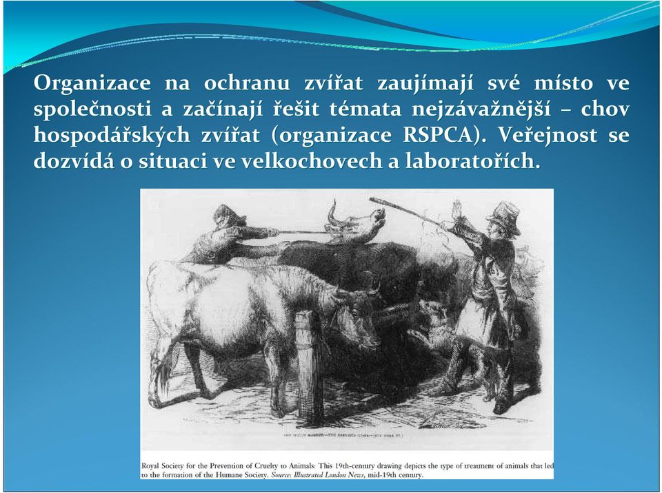 chov hospodářských ských zvířat (organizace RSPCA).
