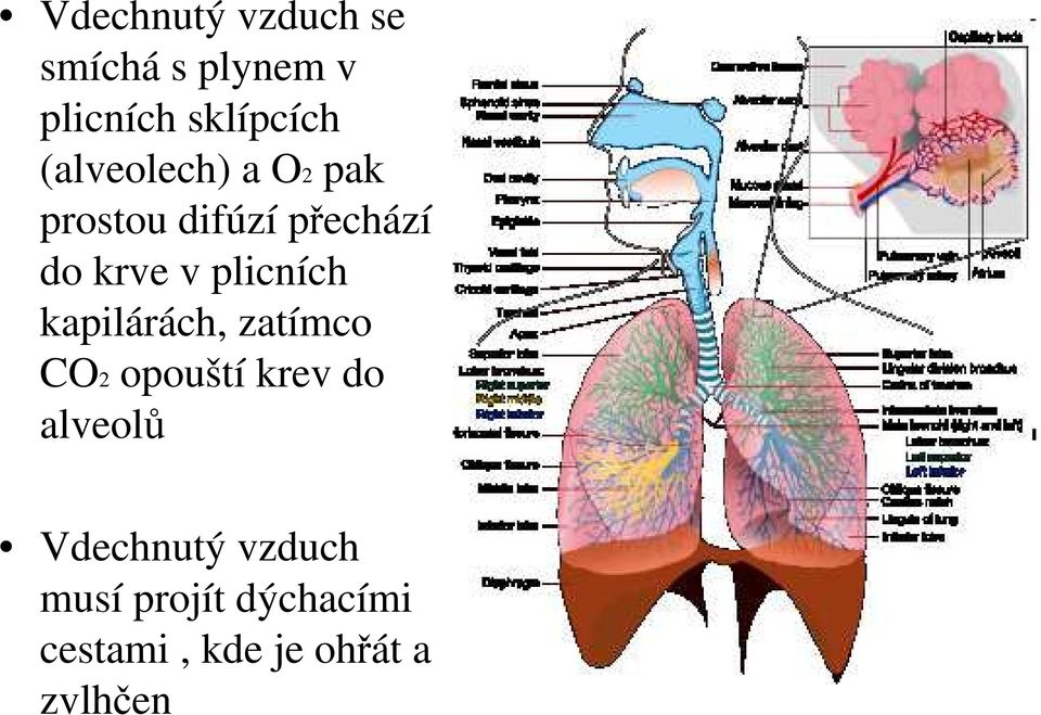 plicních kapilárách, zatímco CO2 opouští krev do alveolů