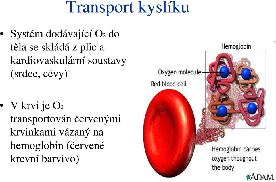 kyslíku V krvi je O2 transportován červenými