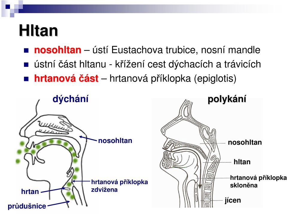 příklopka (epiglotis) dýchání polykání nosohltan nosohltan hrtan