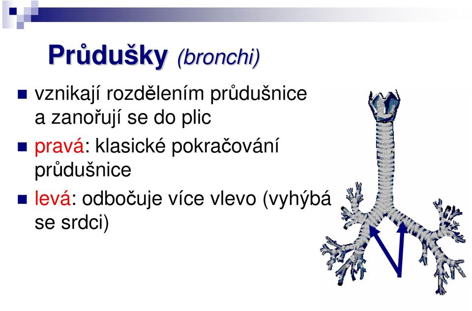 plic pravá: klasické pokračování