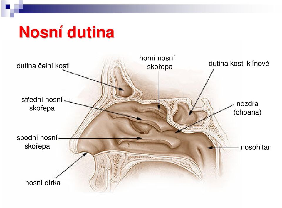 střední nosní skořepa nozdra (choana)
