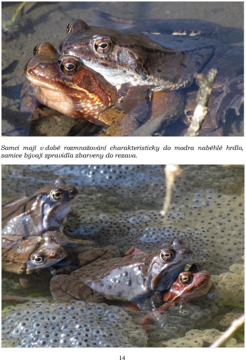 do modra naběhlé hrdlo,