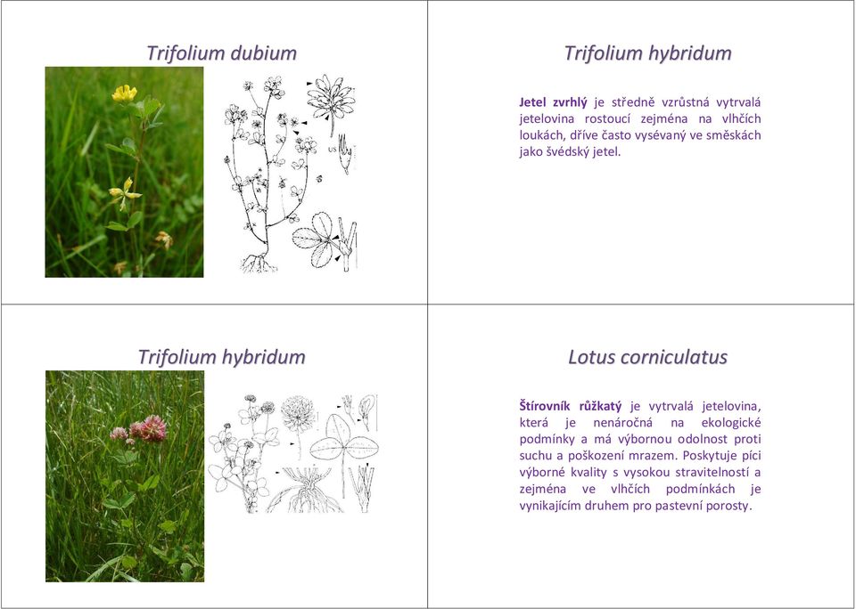 Trifolium hybridum Lotus corniculatus Štírovník růžkatý je vytrvalá jetelovina, která je nenáročná na ekologické podmínky