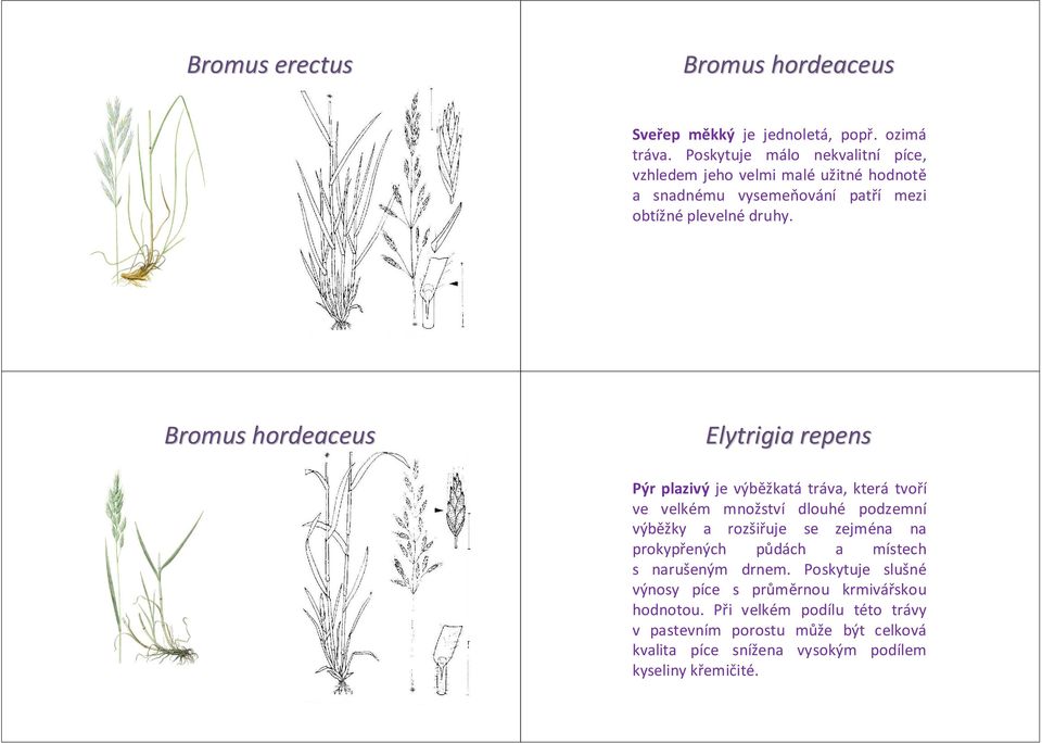 Bromus hordeaceus Elytrigia repens Pýr plazivý je výběžkatá tráva, která tvoří ve velkém množství dlouhé podzemní výběžky a rozšiřuje se zejména na