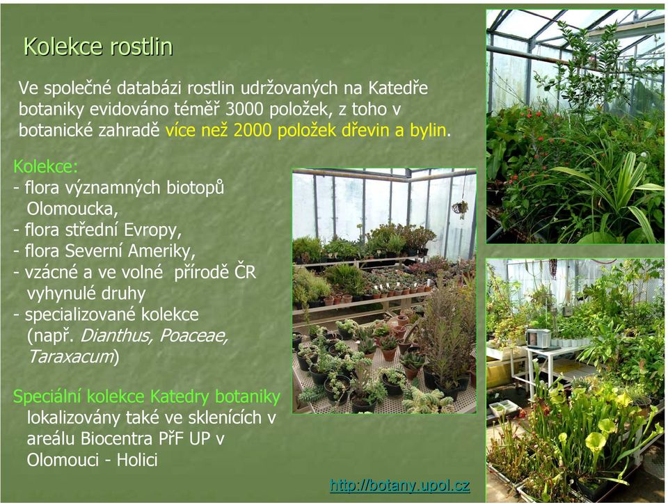 Kolekce: - flora významných biotopů Olomoucka, -flora střední Evropy, - flora Severní Ameriky, - vzácné a ve volné přírodě ČR