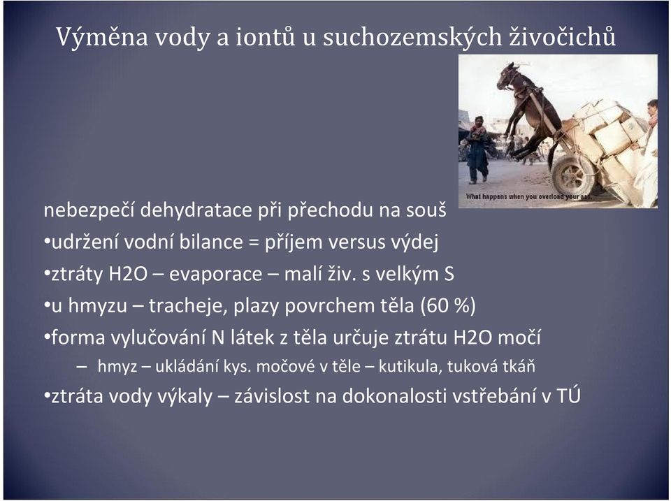 s velkým S u hmyzu tracheje, plazy povrchem těla (60 %) forma vylučování N látek z těla určuje