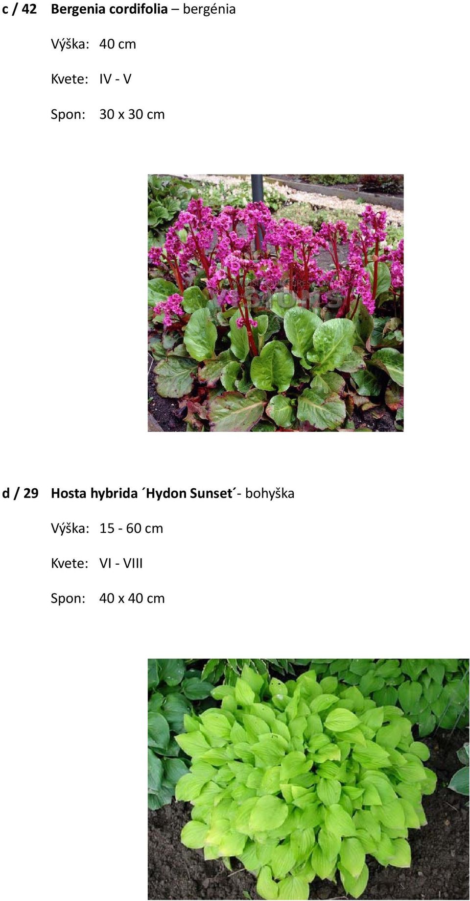 / 29 Hosta hybrida Hydon Sunset