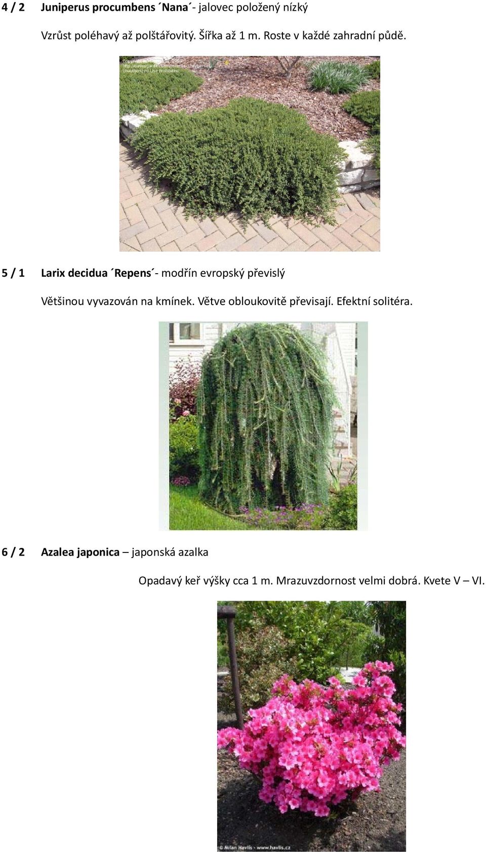 5 / 1 Larix decidua Repens modřín evropský převislý Většinou vyvazován na kmínek.