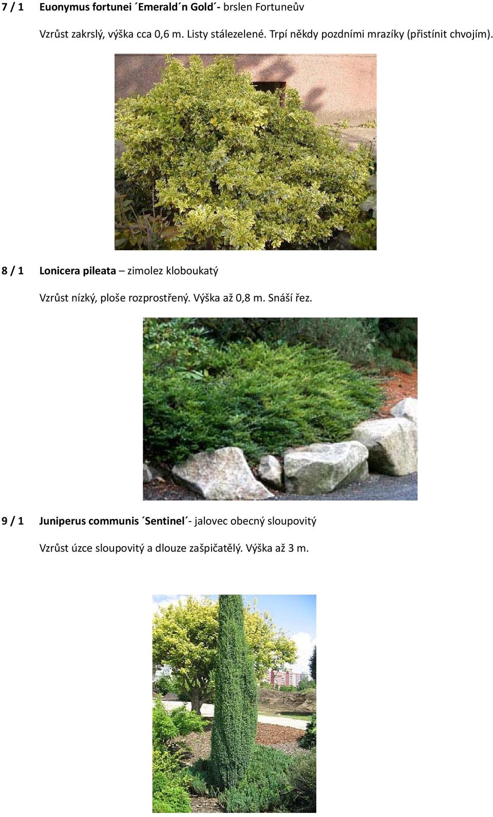 8 / 1 Lonicera pileata zimolez kloboukatý Vzrůst nízký, ploše rozprostřený. Výška až 0,8 m.