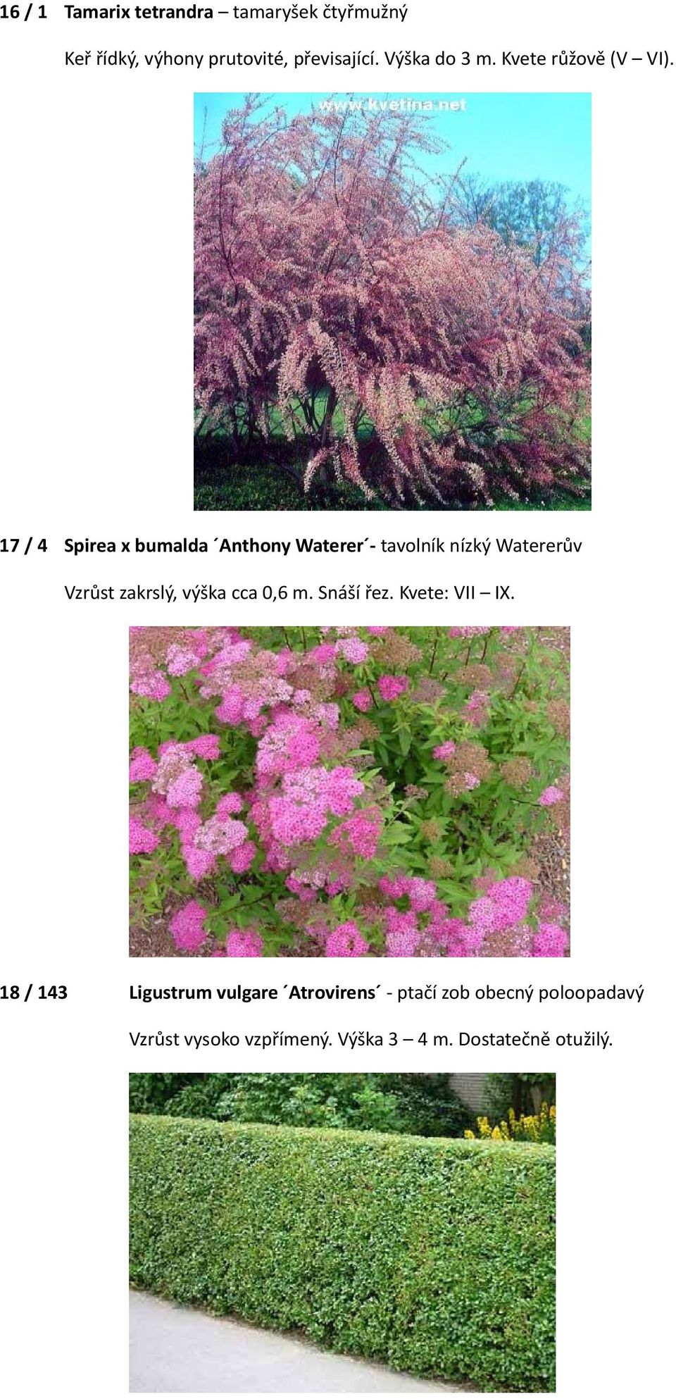 17 / 4 Spirea x bumalda Anthony Waterer tavolník nízký Watererův Vzrůst zakrslý, výška cca