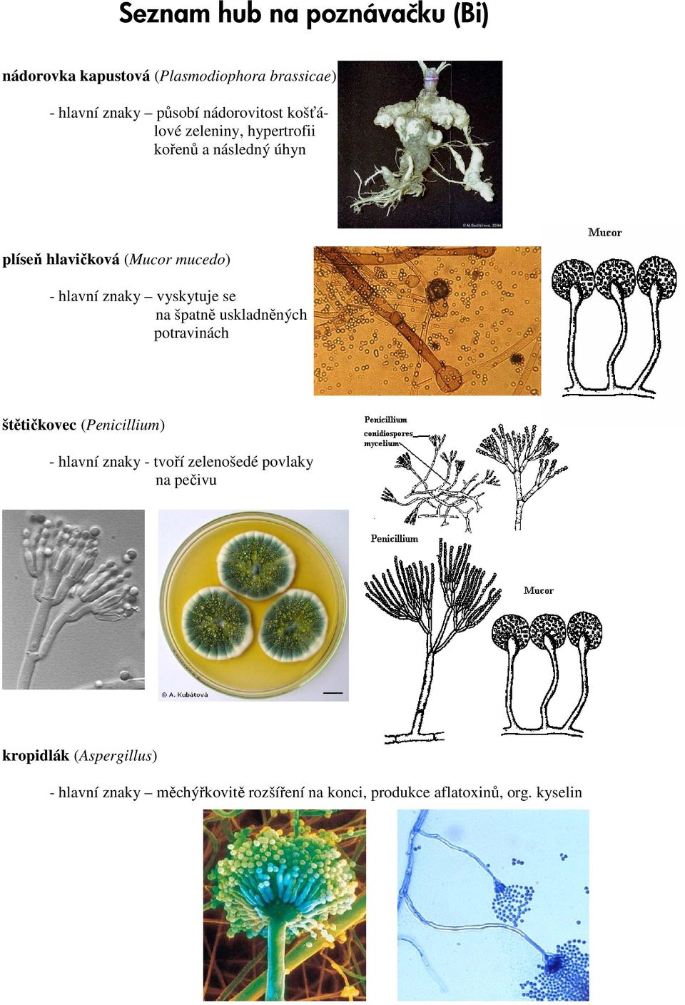 vyskytuje se na špatně uskladněných potravinách štětičkovec (Penicillium) - hlavní znaky - tvoří zelenošedé