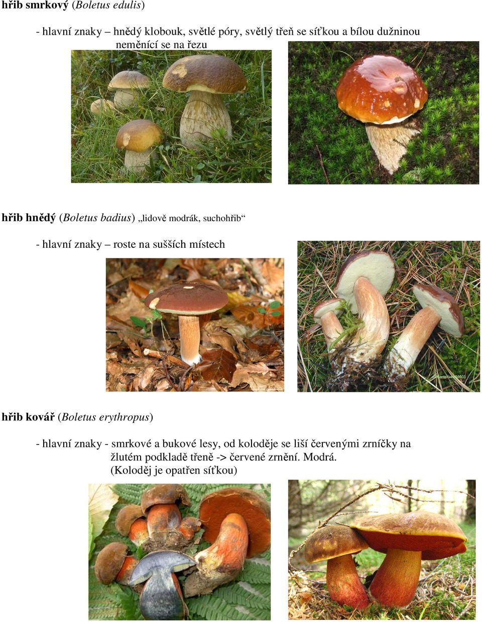 na sušších místech hřib kovář (Boletus erythropus) - hlavní znaky - smrkové a bukové lesy, od koloděje