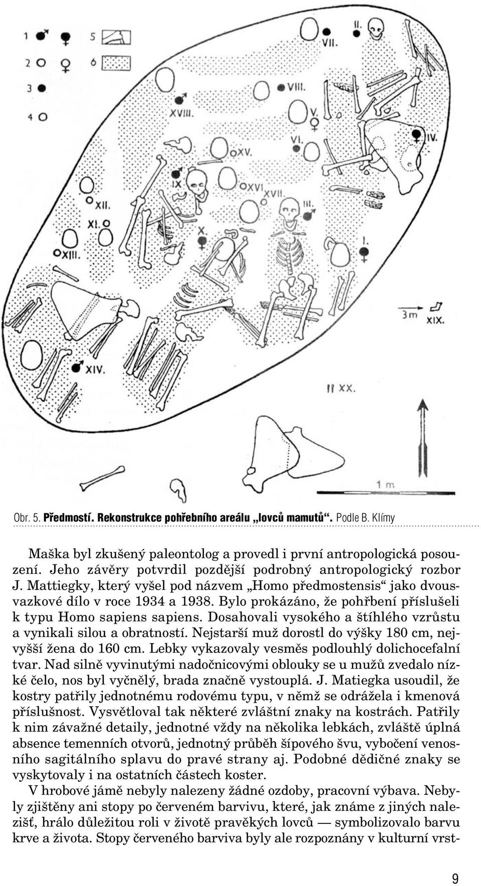 Bylo prokázáno, Ïe pohfibení pfiíslu eli k typu Homo sapiens sapiens. Dosahovali vysokého a tíhlého vzrûstu a vynikali silou a obratností. Nejstar í muï dorostl do v ky 180 cm, nejvy í Ïena do 160 cm.
