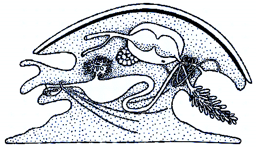 Mollusca - měkkýši tělo je děleno na hlavu (a), nohu (b) a útrobní vak (c) a b c tělní epitel tvoří