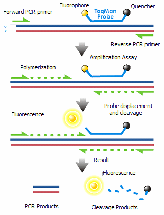Kvantifikace organismů pomocí DNA RT-PCR (qpcr) kvantifikace syntetizovaného dsdna produktu barvivem