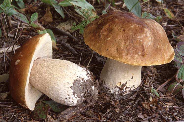 Pseudoboletus parasiticus Hřib