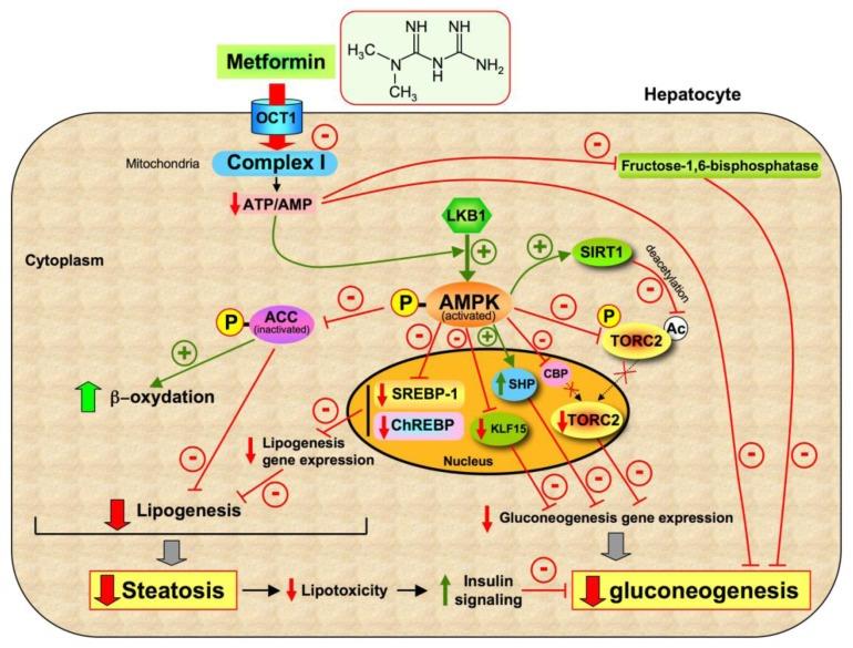 METFORMIN: mechanizmus účinku