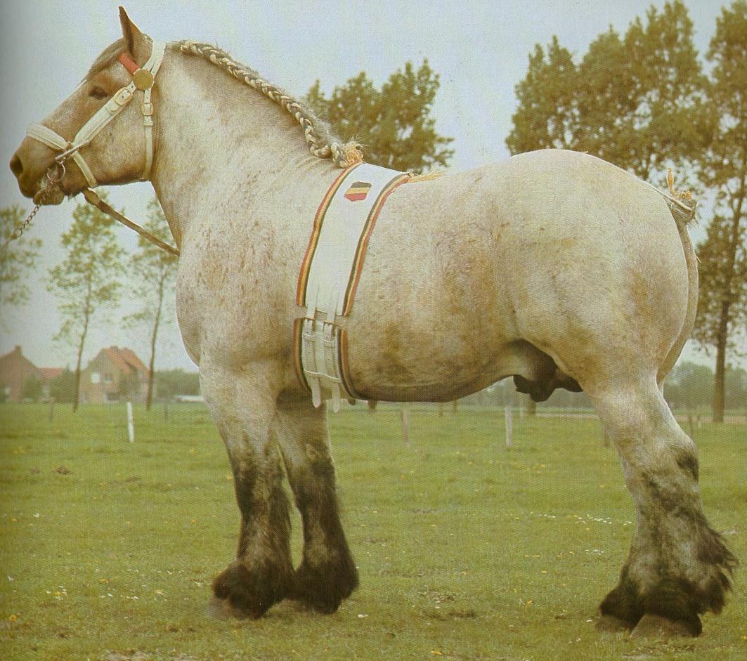 Belgik Kratší, středně velký tělesný rámec