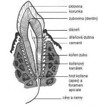 Přílohy Příloha 1: Stavba zubu (podélný