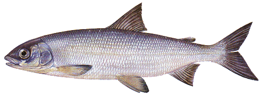 chladné rybníky (J a Z Čechy a Vysočina) síh maréna Coregonus maraena - 50-70 cm, tupý rypec, polospodní ústa, stříbřité zbarvení, hřbet