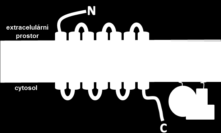 NOP receptor G i /G o pertussis toxin