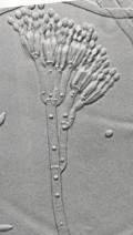Byssochlamys Species P. expansum P.