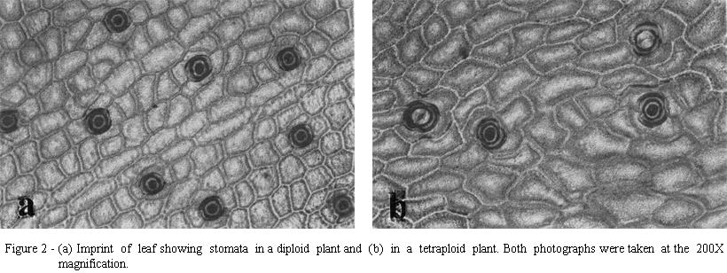 vlivem polyploidizace dochazi ke vzrůstu velikosti semen a k poklesu jejich kličivosti (Levin 2002). Polyploidi obvykle lépe snašeji vodni stres, což jim přinaší značnou konkurenčni vyhodu.