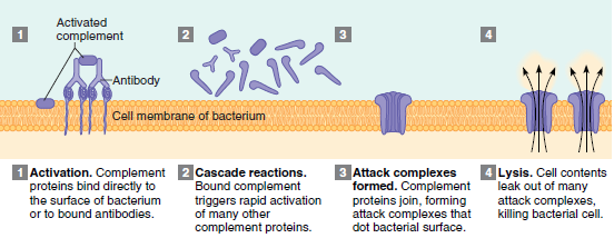Lidský imunitní systém Vrozená imunita připravená fungovat jakmile vypukne infekce - zánět vytvoří nepříznivé prostředí pro patogeny - 3 typy proteinů systém komplementu, kolektiny, cytokiny - systém