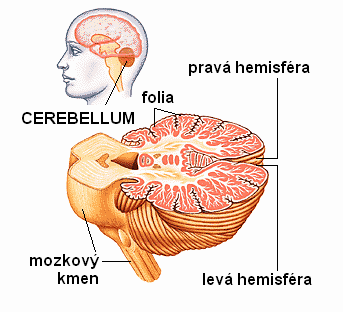 Mozeček - cerebellum je uloţen nad prodlouţenou míchou a Varolovým mostem je tvořen šedou hmotou (kůra a jádra) a bílou hmotou člení se na část vestibulární (archicerebellum), spinální