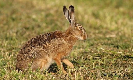 85 zajícovci (Lagomorpha), hlodavci (Rodentia) Makroskopicky lebka zajíce zajíc polní lebka králíka králík divoký lebka bobra burunduk páskovaný bobr evropský sysel obecný veverka obecná Do které