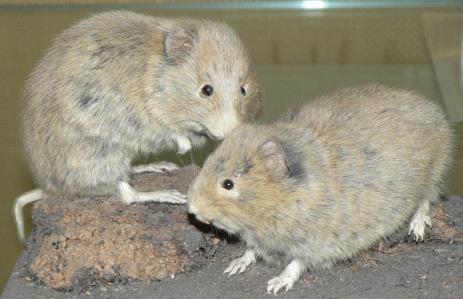 Jméno, skupina: 86 hlodavci (Rodentia) myšovití, křečkovití - hraboši myš domácí hraboš polní křeček polní myšice temnopásá norník rudý myšice křovinná hryzec vodní potkan ondatra pižmová