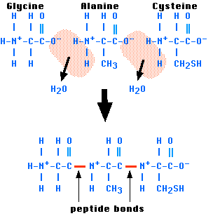 Primární struktura Lineární pořadí aminokyselin N-terminální část je nalevo (volná a- aminoskupina posledního levého aminokyselinového zbytku).