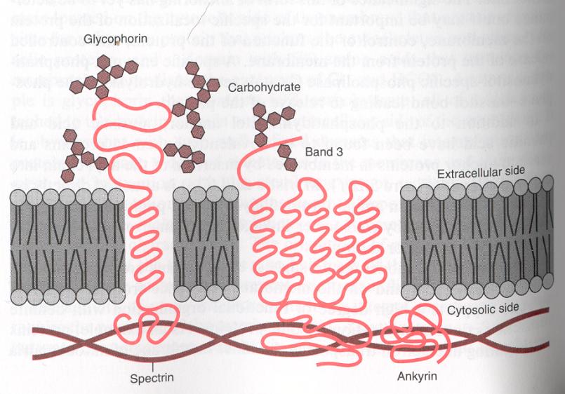 Proteiny biologických membrán Integrální