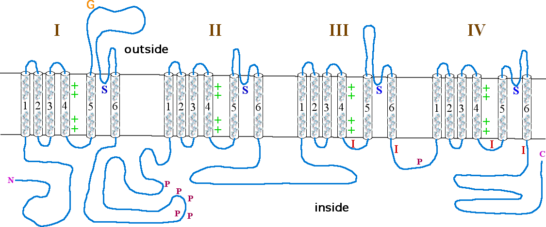 proteiny Kanály a póry Membrána erytrocytu