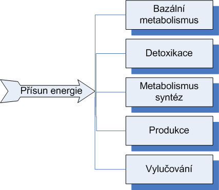 Biosférická úroveň Diagram rozdělení energie/živin mezi různé metabolické procesy organismů jako celku ilustruje možnosti produkce života vázané