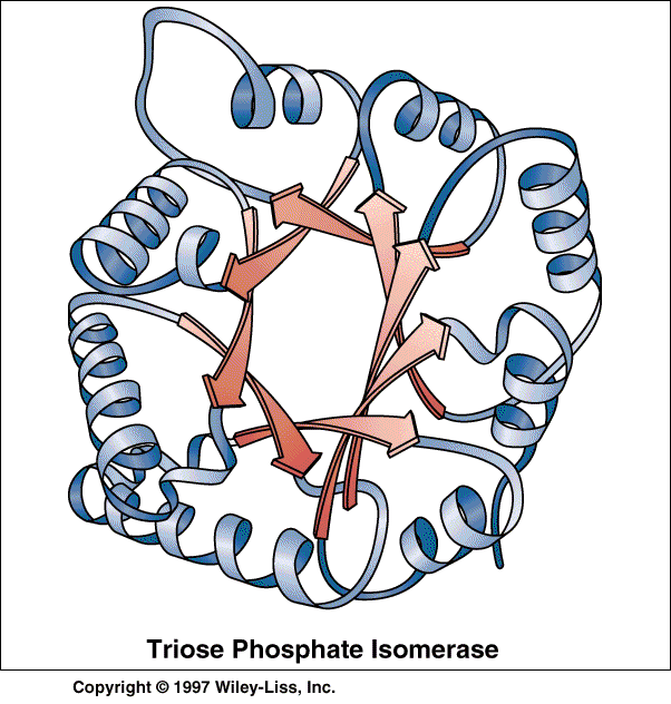 Terciární uspořádání bílkoviny do domén Každá doména