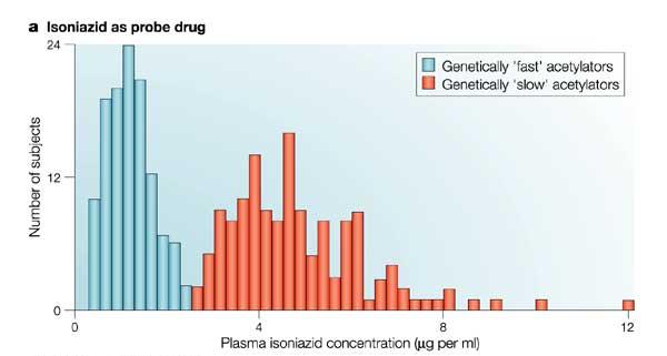 Farmakogenetické interakce : Isoniazid Isoniazid (INH) je jedním ze základních léků tuberkulózy; velmi dobře se vstřebává ze zažívacího traktu Rychlá a pomalá acetylace isoniazidu (mutace v