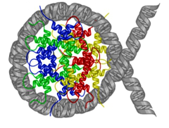 VY_32_INOVACE_31_HHOR11.notebook POJMENUJTE JEDNOTLIVÉ PROTEINY. VYBERTE Z NABÍZENÝCH NÁZVŮ MYOSIN AKTIN HISTON IMUNOGLOBULIN HEMOGLOBIN KOLAGEN http://commons.wikimedia.