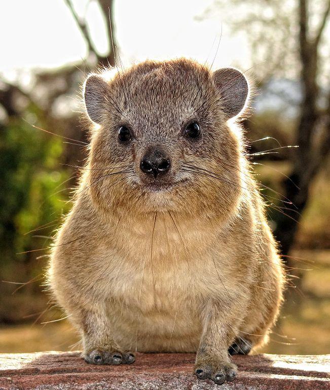 Daman stepní Herotohyrax brucei