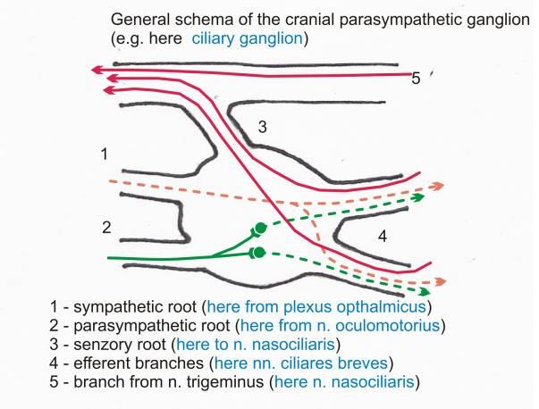 Obecné schéma parasympatického ganglia radix