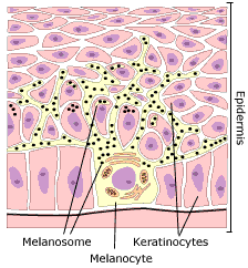 Melanocyty mezi elementy stratum basale, v chlupových folikulech okrouhlá těla s výběžky do epidermis tvoří melanin (eumelanin)