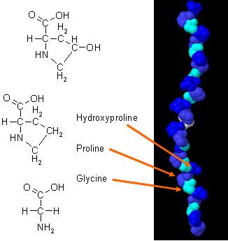 Bielkoviny Proteíny Funkcia tvorba a obnova tkanív syntéza enzýmov, hormónov, zdroj energie (minoritný, v určitých podmienkach) Stavba makromolekuly aminokyseliny základná stavebná jednotka bielkovín