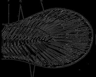 Třída: Paprskoploutví (Actinopterygii) dříve třída ryby (Osteichthyes) (40 řádů, 430 čeledí, asi 28 500 druhů) mořské, sladkovodní, tažné - anadromní z moře do řek (např.