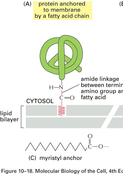 myristoylace N-glykosidická