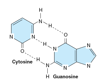 Párování bází - DA - shodné množství A = T C = G - Watson, Crick 1953 DA je dvoušroubovice - 2 řetězce jsou spojeny vodíkovými můstky mezi purinovými a pyrimidinovými bázemi do pravotočivé