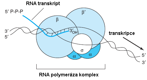 Transkripce - transkripce přepis části nukleotidové sekvence DA (genu) do nukleotidové sekvence RA - vzniká RA komplementární k jednomu řetězci DA Iniciace RA polymeráza rozvinutí DA v místě