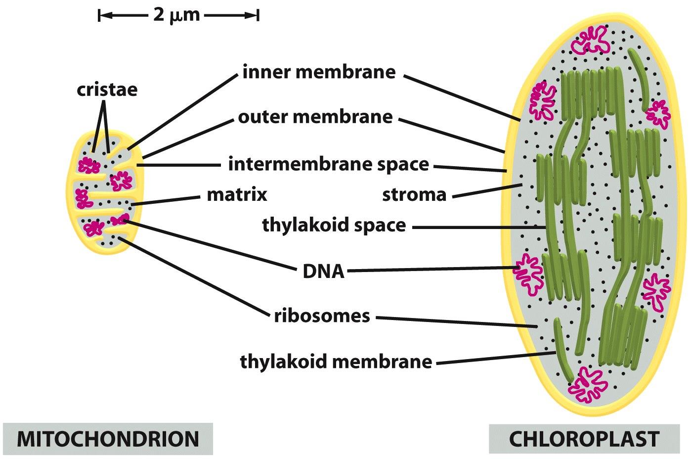 Chloroplast